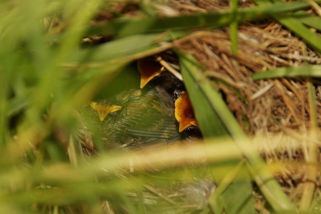 De Huifkar Villa Warstiens Luaran gambar